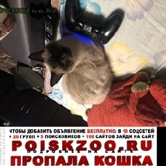 Подробнее об объявлении «Пропал кот Москва» Фото: пропала кошка Сиамская «Пропал кот Москва» в г. Москва