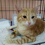 Подробнее об объявлении «Москва Найден кот, жулебино» Фото: найдена кошка  «Москва Найден кот, жулебино» в г. Москва