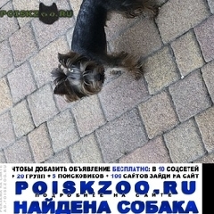 Подробнее об объявлении «Найдена собака Ростов-на-Дону» Фото: найдена собака Йоркширский терьер «Найдена собака Ростов-на-Дону» в г. Ростов-на-Дону