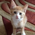 Подробнее об объявлении «Найден котёнок Орехово-Зуево» Фото: найдена кошка  «Найден котёнок Орехово-Зуево» в г. Орехово-Зуево