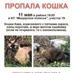 Подробнее об объявлении «Чехов Пропала кошка д томарово.» Фото: пропала кошка  «Чехов Пропала кошка д томарово.» в г. Чехов
