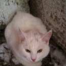 Подробнее об объявлении «Найден кот Верхняя Пышма» Фото: найдена кошка  «Найден кот Верхняя Пышма» в г. Верхняя Пышма
