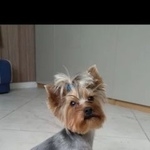 Подробнее об объявлении «Пропала собака йоркширский терьер Самара» Фото: пропала собака Йоркширский терьер «Пропала собака йоркширский терьер Самара» в г. Самара