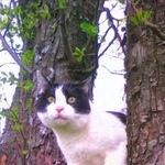 Подробнее об объявлении «Пропал кот черно белый кот. Москва» Фото: пропала кошка  «Пропал кот черно белый кот. Москва» в г. Москва