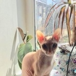 Подробнее об объявлении «Казань Пропала кошка» Фото: пропала кошка Корниш-рекс «Казань Пропала кошка» в г. Казань