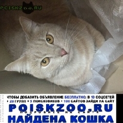 Подробнее об объявлении «Москва Найден кот песочный» Фото: найдена кошка  «Москва Найден кот песочный» в г. Москва