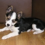 Подробнее об объявлении «Пропала собака кобель Дмитров» Фото: пропала собака  «Пропала собака кобель Дмитров» в г. Дмитров