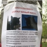 Подробнее об объявлении «Видное Пропал кот чёрного цвета» Фото: пропала кошка  «Видное Пропал кот чёрного цвета» в г. Видное