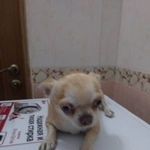 Подробнее об объявлении «Краснодар Найдена собака породы чихуахуа» Фото: найдена собака Чихуахуа «Краснодар Найдена собака породы чихуахуа» в г. Краснодар