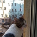 Подробнее об объявлении «Пропал кот Санкт-Петербург» Фото: пропала кошка  «Пропал кот Санкт-Петербург» в г. Санкт-Петербург