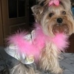 Подробнее об объявлении «Пропала собака йоркширский терьер Самара» Фото: пропала собака Йоркширский терьер «Пропала собака йоркширский терьер Самара» в г. Самара