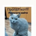 Подробнее об объявлении «Иркутск Пропал кот» Фото: пропала кошка Британская короткошерстная «Иркутск Пропал кот» в г. Иркутск