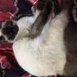 Подробнее об объявлении «Пропала кошка Томск» Фото: пропала кошка Сиамская «Пропала кошка Томск» в г. Томск