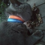 Подробнее об объявлении «Москва Найдена кошка котик в ошейнике» Фото: найдена кошка Британская короткошерстная «Москва Найдена кошка котик в ошейнике» в г. Москва