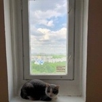 Подробнее об объявлении «Москва Найдена кошка ясенево. ищу хозяина потерявшего кошку.» Фото: найдена кошка  «Москва Найдена кошка ясенево. ищу хозяина...» в г. Москва