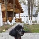 Подробнее об объявлении «Пропала собака кобель Москва» Фото: пропала собака Пудель «Пропала собака кобель Москва» в г. Москва
