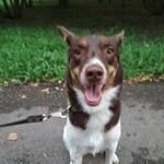 Подробнее об объявлении «Пропала собака Егорьевск» Фото: пропала собака  «Пропала собака Егорьевск» в г. Егорьевск