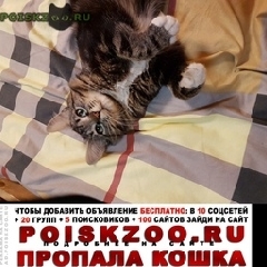 Подробнее об объявлении «Пропал кот по имени макс Москва» Фото: пропала кошка  «Пропал кот по имени макс Москва» в г. Москва