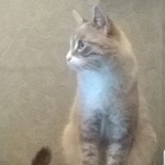 Подробнее об объявлении «Москва Найден кот срочно ищем хозяев» Фото: найдена кошка  «Москва Найден кот срочно ищем хозяев» в г. Москва