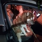 Подробнее об объявлении «Пропала собака кобель хаски, палевый, года, кобель Долгопрудный» Фото: пропала собака Сибирская хаски «Пропала собака кобель хаски, палевый, года,...» в г. Долгопрудный
