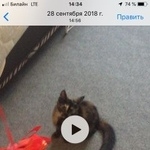 Подробнее об объявлении «Пропала кошка свао Москва» Фото: пропала кошка  «Пропала кошка свао Москва» в г. Москва