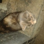 Подробнее об объявлении «Москва Найдена кошка чертаново- центральное» Фото: найдена кошка  «Москва Найдена кошка чертаново- центральное» в г. Москва