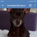 Подробнее об объявлении «Пропала собака Уфа» Фото: пропала собака Русский той-терьер «Пропала собака Уфа» в г. Уфа
