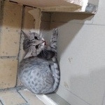 Подробнее об объявлении «Найдена кошка домашний кот Оренбург» Фото: найдена кошка  «Найдена кошка домашний кот Оренбург» в г. Оренбург