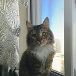 Подробнее об объявлении «Пропал кот Москва» Фото: пропала кошка  «Пропал кот Москва» в г. Москва