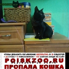 Подробнее об объявлении «Пропал кот чёрный кот уголёк Санкт-Петербург» Фото: пропала кошка  «Пропал кот чёрный кот уголёк Санкт-Петербург» в г. Санкт-Петербург