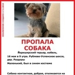 Подробнее об объявлении «Пропала собака кобель поиск лео Москва» Фото: пропала собака Йоркширский терьер «Пропала собака кобель поиск лео Москва» в г. Москва