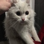 Подробнее об объявлении «Найдена кошка Курган» Фото: найдена кошка  «Найдена кошка Курган» в г. Курган