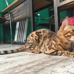 Подробнее об объявлении «Пропал кот -митино  бенгал Москва» Фото: пропала кошка Бенгальская «Пропал кот -митино  бенгал Москва» в г. Москва