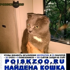 Подробнее об объявлении «Москва Найдена кошка» Фото: найдена кошка  «Москва Найдена кошка» в г. Москва
