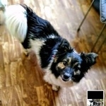 Подробнее об объявлении «Краснодар Пропала собака кобель» Фото: пропала собака  «Краснодар Пропала собака кобель» в г. Краснодар