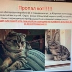 Подробнее об объявлении «Пропал кот вислоухий шотландец Москва» Фото: пропала кошка  «Пропал кот вислоухий шотландец Москва» в г. Москва