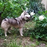 Подробнее об объявлении «Краснодар Найдена собака кобель» Фото: найдена собака Сибирская хаски «Краснодар Найдена собака кобель» в г. Краснодар