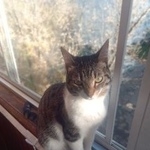 Подробнее об объявлении «Пропал кот Москва» Фото: пропала кошка  «Пропал кот Москва» в г. Москва