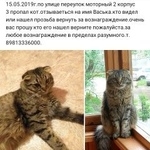 Подробнее об объявлении «Нижний Новгород Пропал кот васька.» Фото: пропала кошка  «Нижний Новгород Пропал кот васька.» в г. Нижний Новгород