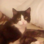 Подробнее об объявлении «Геленджик Пропал кот месяцев.не стерилизован.» Фото: пропала кошка  «Геленджик Пропал кот месяцев.не стерилизован.» в г. Геленджик