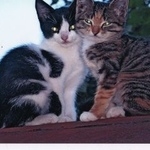 Подробнее об объявлении «Пропал кот в битцевском лесу Москва» Фото: пропала кошка  «Пропал кот в битцевском лесу Москва» в г. Москва