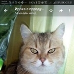 Подробнее об объявлении «Пропал кот Астрахань» Фото: пропала кошка Скоттиш страйт (шотландская прямоухая) «Пропал кот Астрахань» в г. Астрахань