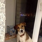 Подробнее об объявлении «Пропала собака кобель Дзержинск» Фото: пропала собака Джек рассел терьер «Пропала собака кобель Дзержинск» в г. Дзержинск