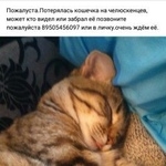 Подробнее об объявлении «Пропала кошка Полевской» Фото: пропала кошка  «Пропала кошка Полевской» в г. Полевской