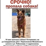 Подробнее об объявлении «Пропала собака рыжего окраса лисса на ул гвардейской Москва» Фото: пропала собака  «Пропала собака рыжего окраса лисса на ул...» в г. Москва