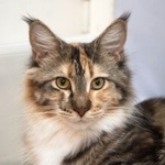 Подробнее об объявлении «Пропала кошка на улице малахитовой Москва» Фото: пропала кошка Мейн-кун «Пропала кошка на улице малахитовой Москва» в г. Москва