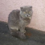 Подробнее об объявлении «Краснодар Найдена кошка домашняя» Фото: найдена кошка  «Краснодар Найдена кошка домашняя» в г. Краснодар