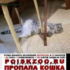 Подробнее об объявлении «Пропала кошка Краснодар» Фото: пропала кошка  «Пропала кошка Краснодар» в г. Краснодар