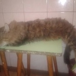 Подробнее об объявлении «Пропал кот Воскресенск» Фото: пропала кошка  «Пропал кот Воскресенск» в г. Воскресенск