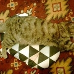 Подробнее об объявлении «Найдена кошка  срочно   Реутов» Фото: найдена кошка  «Найдена кошка  срочно   Реутов» в г. Реутов